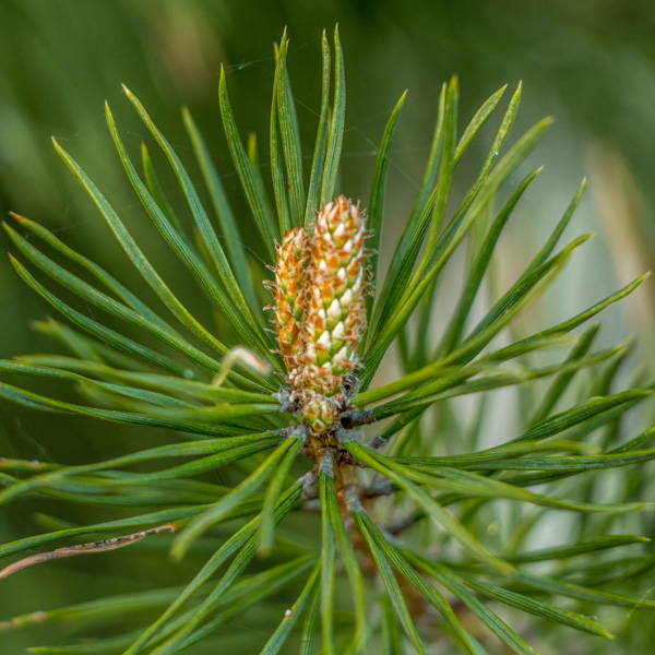 Southern Pine